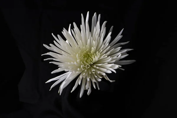 Weiße Spinnenblüte Chrysanthemenblüte Auf Schwarzem Hintergrund — Stockfoto