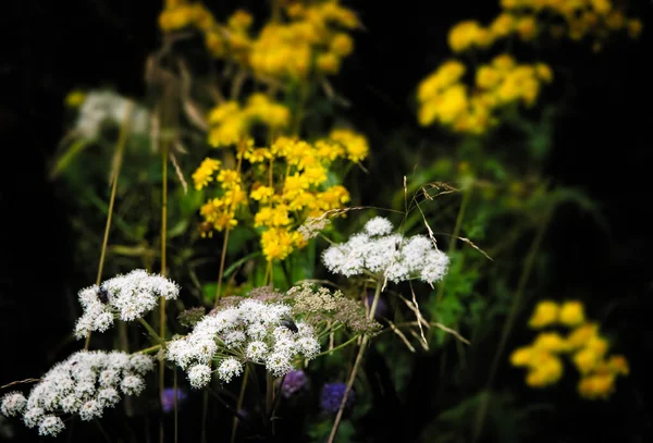 Surtido Flores Silvestres Amarillas Blancas Sobre Fondo Oscuro — Foto de Stock