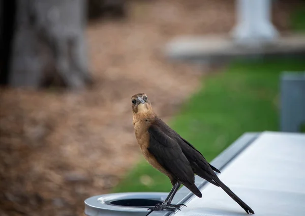 Boat-tailed Grackle bird in Miami, Florida