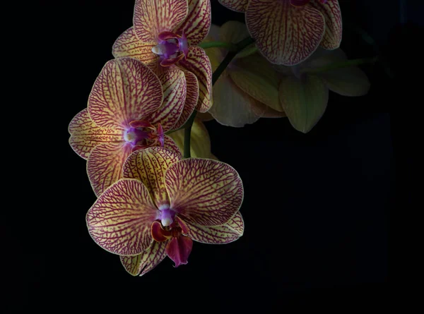 Phalaenopsis Orchid Commonly Known Moth Orchid Black Background — Stock Photo, Image