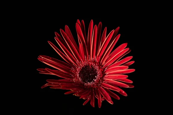 Gerber Daisy Vermelho Vibrante Com Gotas Água Fundo Preto — Fotografia de Stock