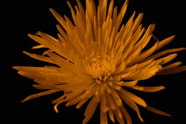 Fiore Crisantemo Color Ambra Sfondo Nero — Foto Stock