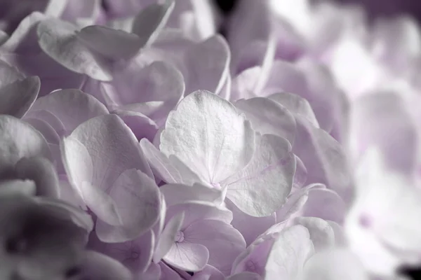 Lueur Rosée Douce Une Plante Fleurs Hortensia — Photo