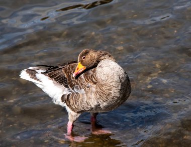 Dost canlısı kahverengi ördek gölde tüylerini temizliyor.