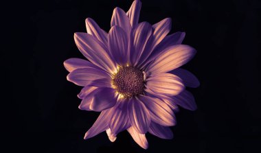 Siyah bir arka planda canlı mor papatya