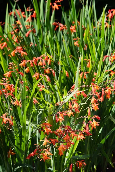 Fresh Blooming Garden Honeysuckle Flowers — Stock Photo, Image