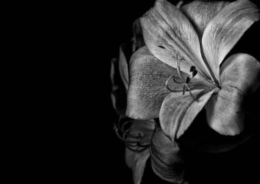 Siyah beyaz Perulu Lily.