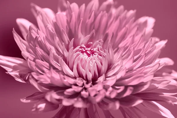 Blühende Rosa Lebendige Chrysanthemenblüte Auf Sanftem Rosa Hintergrund — Stockfoto