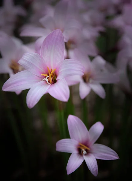 Blooming Pink Rain Lilies Garden — Stock Photo, Image