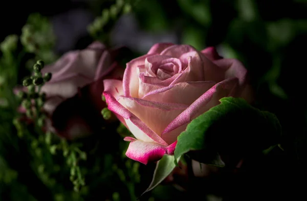 Eine Einzige Rosa Rose Gemischt Mit Einem Strauß Anderen Grüns — Stockfoto
