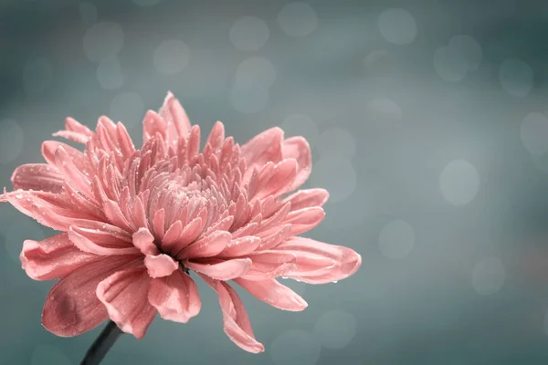 Flor Crisantemo Color Melocotón Sobre Fondo Bokeh Gris Suave — Foto de Stock