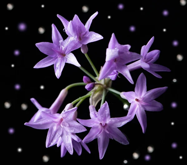Purple Star Shaped Flowers Society Garlic Plant — Stock Photo, Image