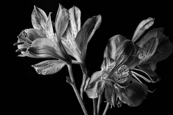 Peruwiański Kwiat Lilii Czarno Białym Efekcie Monochromatycznym — Zdjęcie stockowe