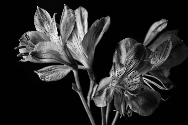 Giglio Peruviano Fiore Bianco Nero Effetto Monocromatico — Foto Stock