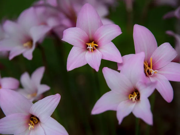 Rain Lily Blooming Garden Soft Background — Stock Photo, Image