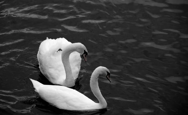 Пара Красивих Лебедів Чорно Білому Ефекті — стокове фото