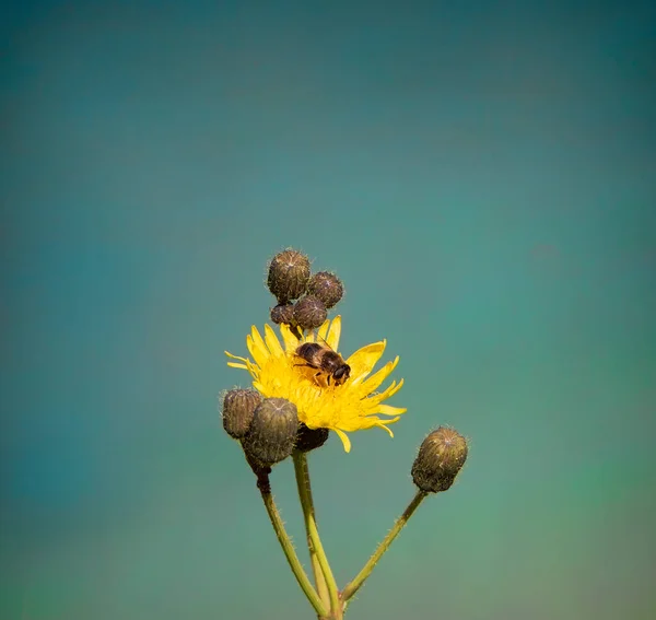 Fiore Tarassaco Giallo Con Ape Sopra — Foto Stock