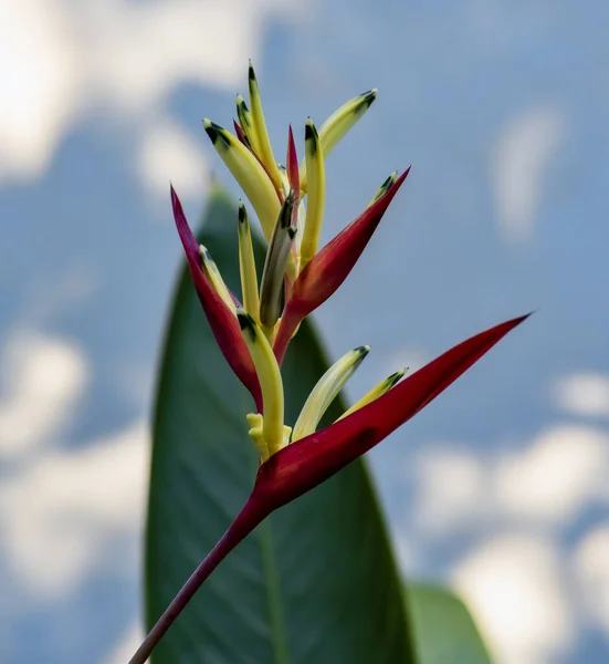 Blooming Heliconia Lady Di flowering plant