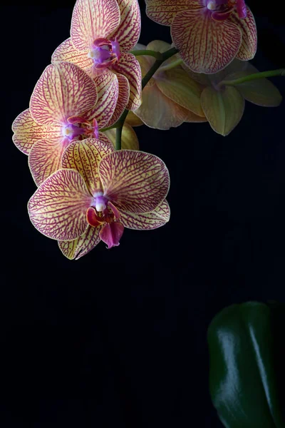 Phalaenopsis Orchid Commonly Known Moth Orchid Black Background — Stock Photo, Image