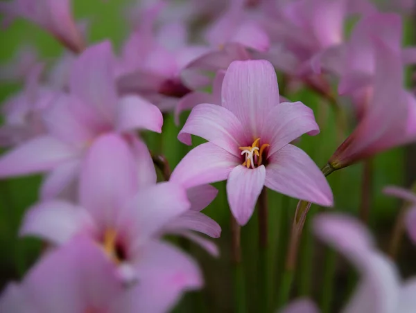 Blooming Pink Rain Lilies Soft Focus Effect — Stock Photo, Image