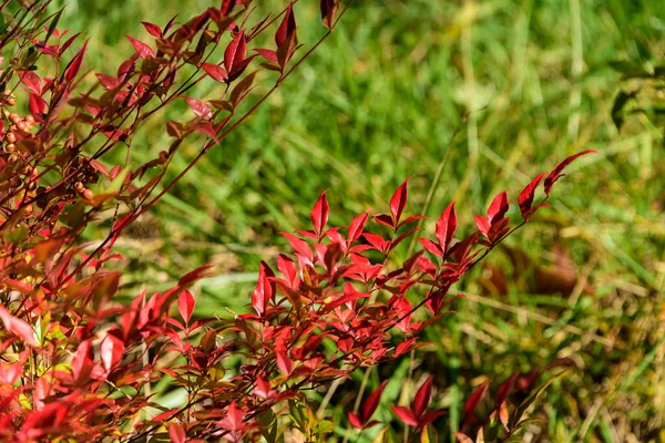 Arbusto Vermelho Vibrante Florescendo Outono Contra Prado Verde Suave — Fotografia de Stock