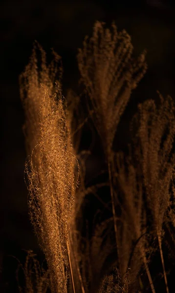 Zlatý Abstraktní Efekt Pampas Trávě Tmavým Pozadím — Stock fotografie