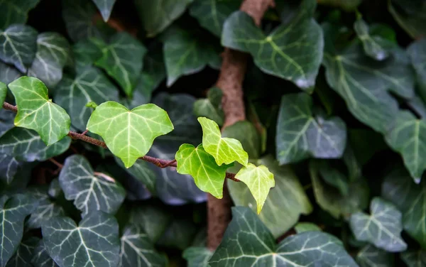 Close Vibrant Green Ivy Growing Tree — Stock Photo, Image