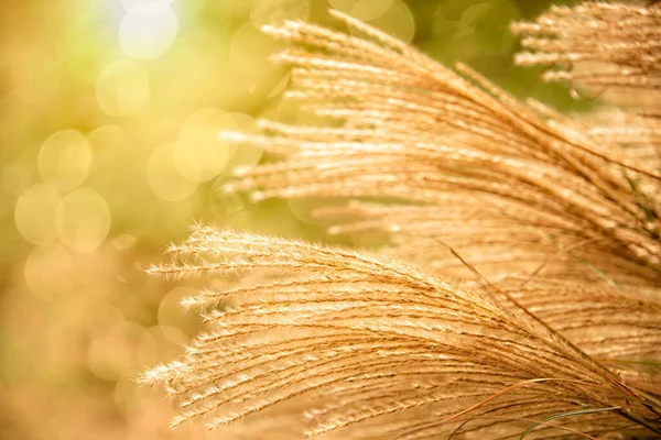 Золотые Цвета Осени Пышной Пампасской Травы — стоковое фото