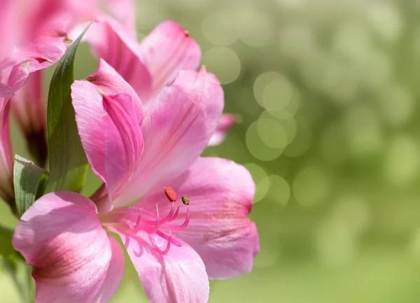 Lys Péruvien Rose Sur Fond Vert Bokeh Doux — Photo