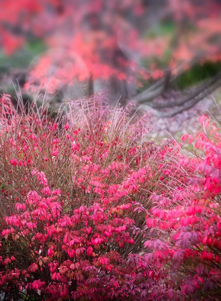 Vibrerande Burning Bush Med Mjuk Bokeh Bakgrund — Stockfoto