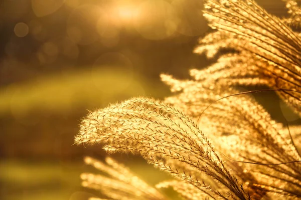 Gouden Uur Kleuren Pampas Grass Het Najaar — Stockfoto