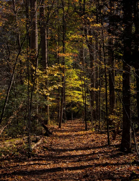 Caminhadas Temporada Outono Nas Montanhas Carolina Norte — Fotografia de Stock