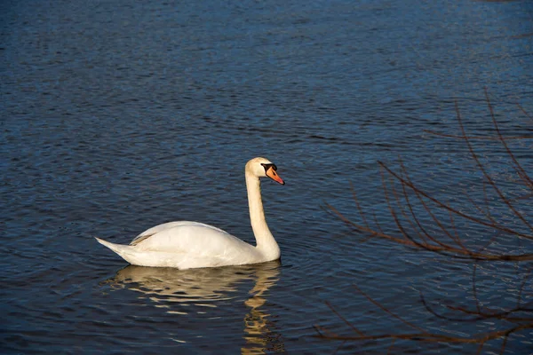 Cisne Nadando Lago Carolina Del Norte Durante Hora Dorada — Foto de Stock