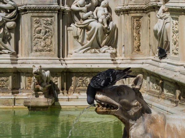 Wolf und Taube im Brunnen siena — Stockfoto