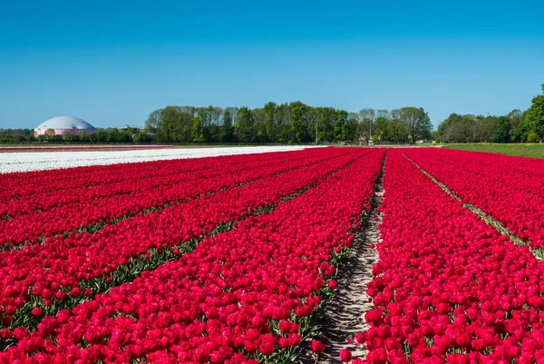 Rode en witte tulpen in veld — Stockfoto