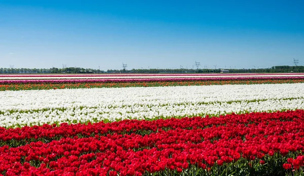 Rode en witte tulpen in veld — Stockfoto