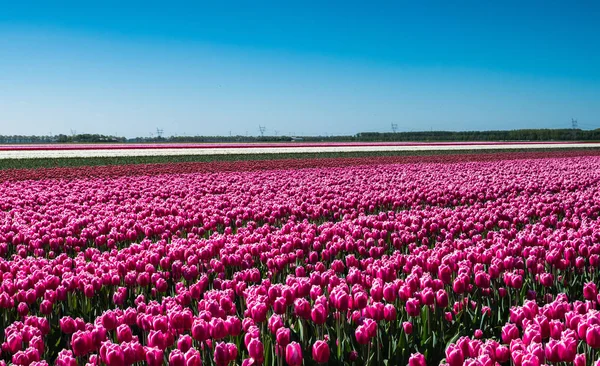 Roze tulpen in het veld — Stockfoto