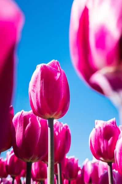 Rózsaszín tulipán ellen, Blue Sky — Stock Fotó