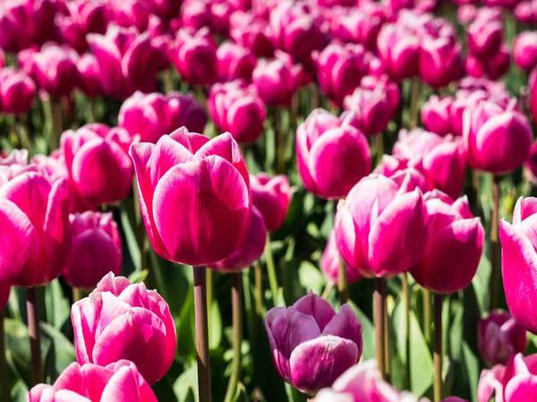 Rózsaszín tulipán a területen — Stock Fotó