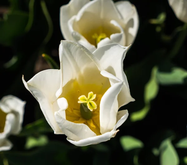 Chalice of white tulip — Stock Photo, Image