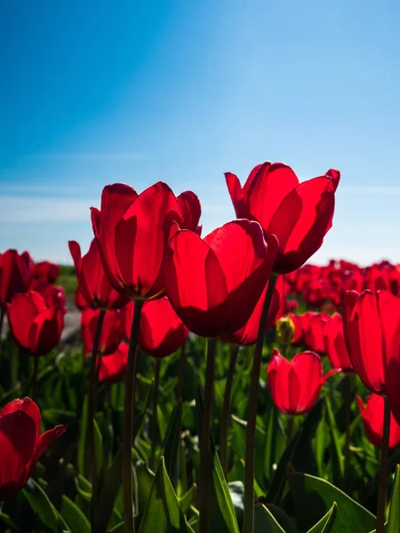 Tulipanes rojos retroiluminados — Foto de Stock