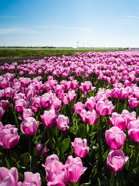Pink tulips in field — Stock Photo, Image