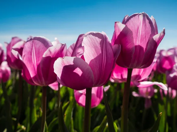 Backlit roze tulpen in veld — Stockfoto