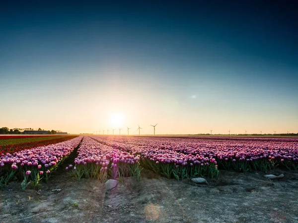 Rosa tulpaner i fältet vid soluppgången — Stockfoto