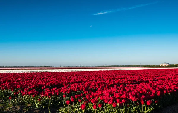 Hold felett piros és fehér tulipán mező — Stock Fotó