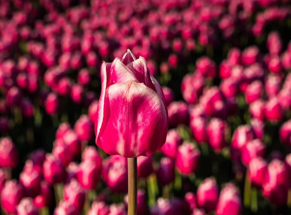 Tulipán rosa se destacan en el campo — Foto de Stock