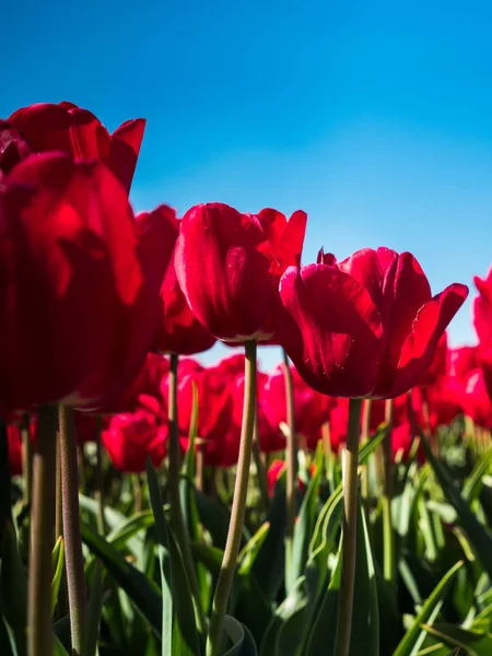 Háttér-világítású, vörös Tulipánokkal — Stock Fotó