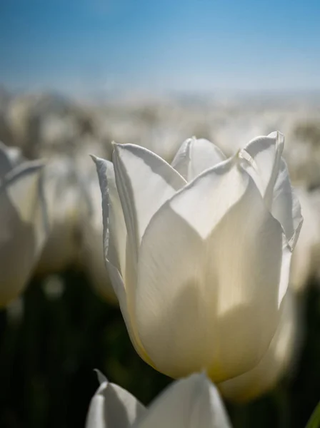 Háttér-világítású fehér tulipánok — Stock Fotó