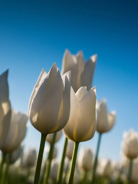 Háttér-világítású fehér tulipánok — Stock Fotó