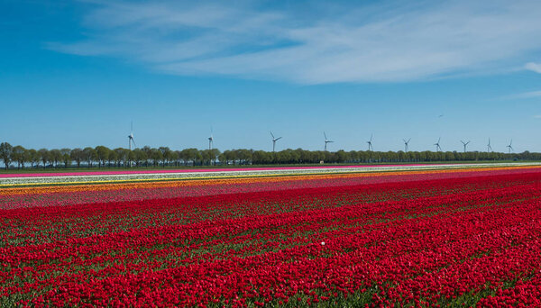 Red and white tulips in field